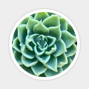 Green Star Succulent with Raindrops Magnet